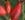 PiRo 3 - Pillnitzer Vitaminrose