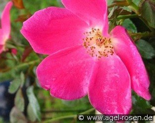 Pink Home Run