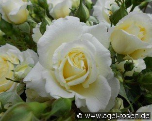Polarexpress  syn Perla Bianca
