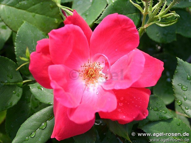 Rose ‘Purple Meidiland‘ (wurzelnackte Rose)