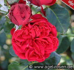 Red Eden Rose