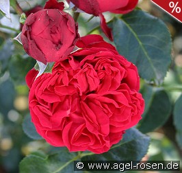 Red Eden Rose