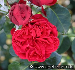 Red Eden Rose