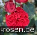 Red Eden Rose kaufen