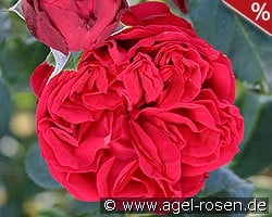Red Eden Rose kaufen, clicken für mehr Details Red Eden Rose