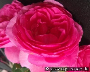 Renée van Wegberg Essbare Rose