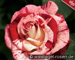 Rock & Roll kaufen, clicken für mehr Details Rock & Roll