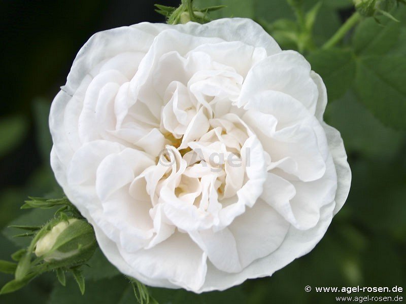 Rose ‘Rosa alba Maxima‘ (2-Liter Biotopf)