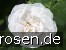 Rosa alba Maxima