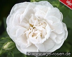 Rosa alba Maxima kaufen, clicken für mehr Details Rosa alba Maxima