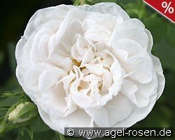 Rosa alba Maxima