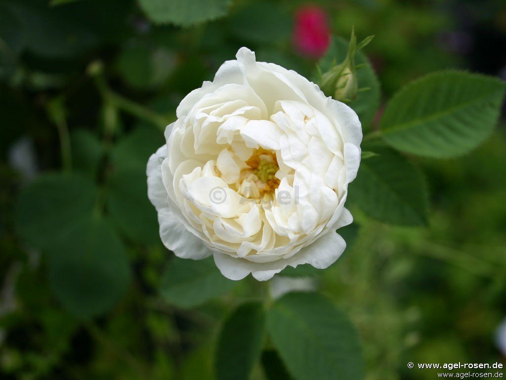 Rose ‘Rosa alba Suaveolens‘ (wurzelnackte Rose)