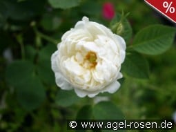 Rosa alba Suaveolens