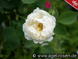 Rosa alba Suaveolens