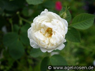 Rosa alba Suaveolens