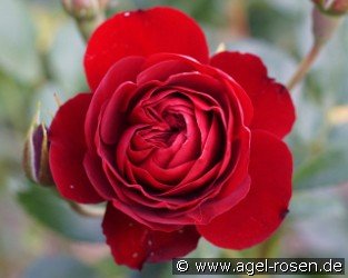 Rose Brouilly