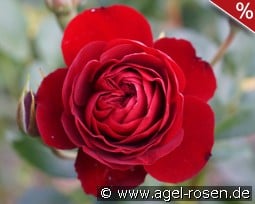 Rose Brouilly kaufen, clicken für mehr Details Rose Brouilly