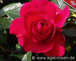 Rose Clos Vougeot