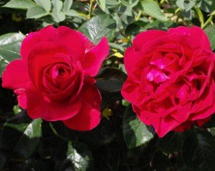 Rose Clos Vougeot