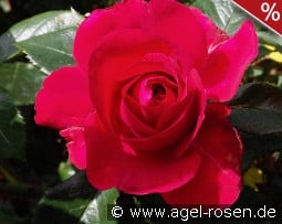 Rose Clos Vougeot kaufen, clicken für mehr Details Rose Clos Vougeot