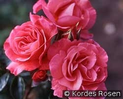 Rosenresli kaufen, clicken für mehr Details Rosenresli