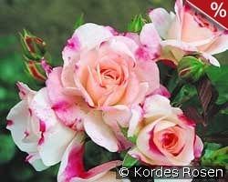 Rosenstadt Freising kaufen, clicken für mehr Details Rosenstadt Freising