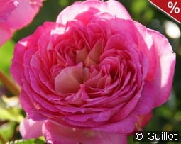 Roses en Baie kaufen, clicken für mehr Details Roses en Baie
