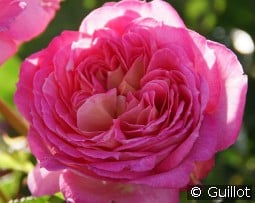 Roses en Baie kaufen, clicken für mehr Details Roses en Baie