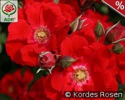 Roter Korsar kaufen, clicken für mehr Details Roter Korsar