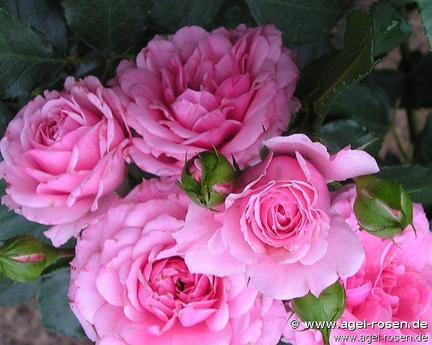 Rose ‘Royal Bonica‘ (2-Liter Biotopf)