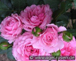 Royal Bonica kaufen, clicken für mehr Details Royal Bonica