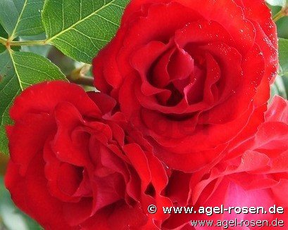 Rose ‘Royal Show‘ (2-Liter Biotopf)