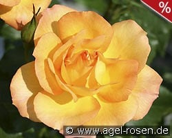 Sahara kaufen, clicken für mehr Details Sahara