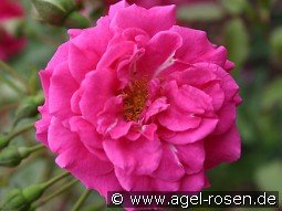 Salza kaufen, clicken für mehr Details Salza