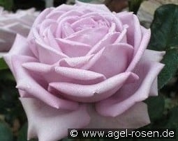 Sandra Renaissance kaufen, clicken für mehr Details Sandra Renaissance