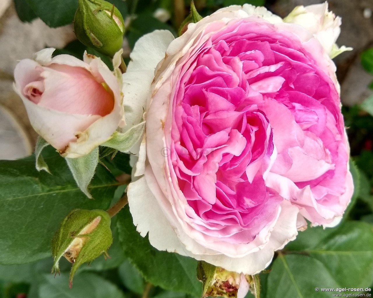 Rose ‘Saphir‘ (wurzelnackte Rose)