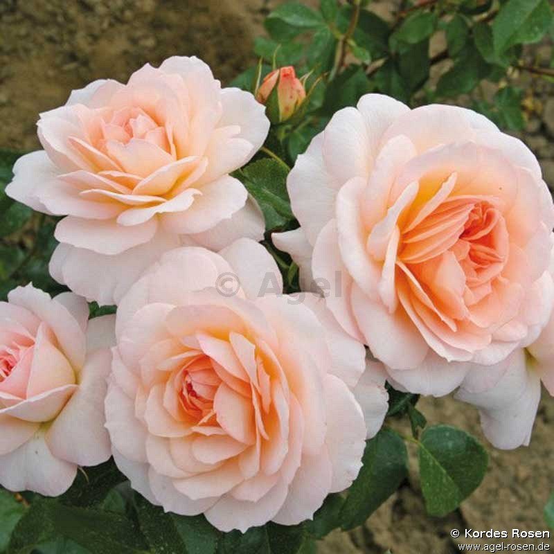 Rose ‘Schloß Eutin‘ (5-Liter Topf)