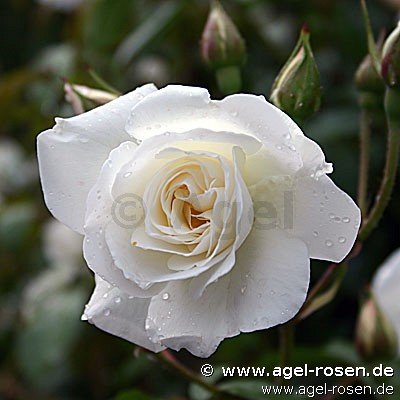 Rose ‘Schneewittchen‘ (Trauerstamm (~125-140cm) im 8l Topf (Präsentrose))