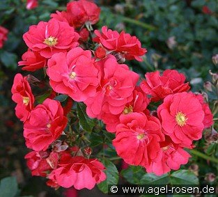 Sommermärchen