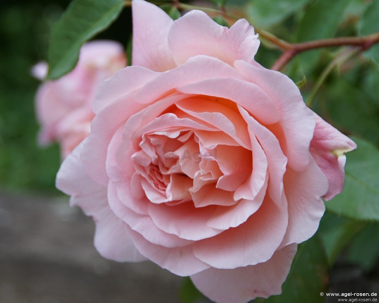 Rose ‘Sonia Rykiel‘ (wurzelnackte Rose)
