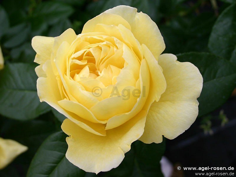 Rose ‘Souvenir de Marcel Proust‘ (wurzelnackte Rose)