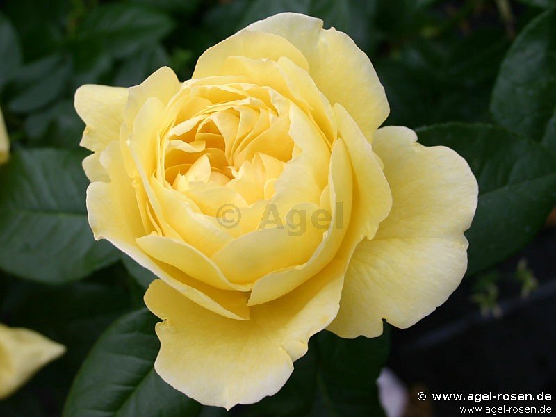 Rose ‘Souvenir de Marcel Proust‘ (2-Liter Biotopf)