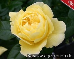 Souvenir de Marcel Proust kaufen, clicken für mehr Details Souvenir de Marcel Proust