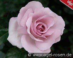 Synactif by Shiseido syn. La Rose du Petit Prince kaufen, clicken für mehr Details Synactif by Shiseido syn. La Rose du Petit Prince