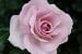 Synactif by Shiseido  syn. La Rose du Petit Prince