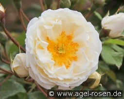 Taxandria kaufen, clicken für mehr Details Taxandria