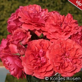 Uetersens Rosenkönigin