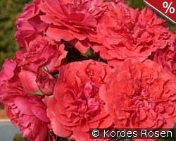 Uetersens Rosenkönigin kaufen, clicken für mehr Details Uetersens Rosenkönigin