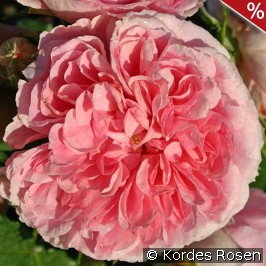 Uetersens Rosenprinzessin