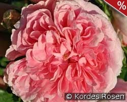 Uetersens Rosenprinzessin kaufen, clicken für mehr Details Uetersens Rosenprinzessin